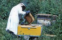 Новые технологии дезинфекции и лечения болезней пчел