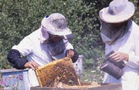 Механизация в пчеловодстве