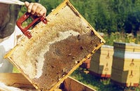 Эколого-зоотехнические рекомендации содержания пчел