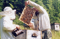 Семь заповедей пчеловода