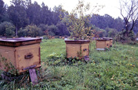 Современное состояние пчеловодства