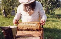 Не мешай пчелам работать