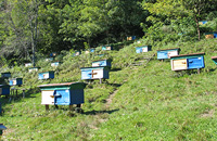 Кавказские пчелы — бедствие в русском пчеловодстве