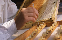 Новозеландская система вывода пчелиных маток