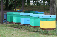 Нетрадиционное пчеловодство