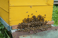 Верхнекамская популяция пчел на Псковщине