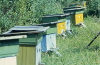 Разведение приокских пчел