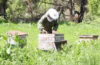 Метод пчеловождения