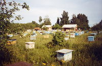 На нашей пасеке — украинские степные пчелы