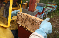 Новая угроза пчеловодству и шмелеводству