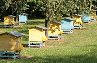 Методы борьбы с болезнями пчел в Чешской Республике