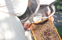 Основные болезни медоносных пчел в зимне-весенний период
