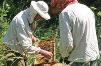 Теория нового пчеловодства