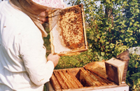 Размножение клещей варроа в пчелиных семьях