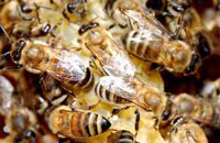 Приготовление тестообразных подкормок для пчел
