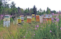 Средообразующее значение пчеловодства в рациональном природопользовании