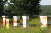 Особенности ухода за пчелами и их оздоровление
