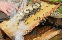 Точность определения силы пчелиных семей