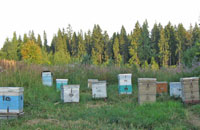 Пути повышения продуктивности пчеловодства