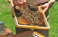 Биологическое пчеловодство в Болгарии