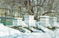 Календарь пчеловода. Ноябрь