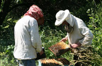 Роль пчеловодства в воспитании подростков группы социального риска