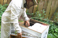 Рабочая стойка пчеловода