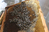 пчелы на сотах весной