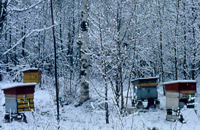 Содержание пчел в Сибири