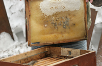 Весенние заботы пчеловода