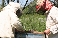пчеловоды работают на пасеке
