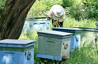Оценка медопродуктивности приокских пчел