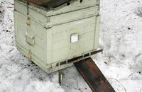 Внимание пчеловода спасает семьи