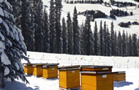 Подготовка пчелиных семей к зимовке