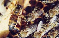 Влияние акарицидов на пчелиных маток