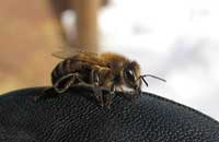 Толерантность анестезированных пчел к гипо- и гипертермии
