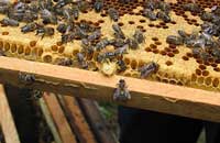 Пчеловодное воровство