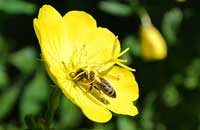 Значение биотических факторов для медоносной пчелы