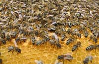 Генетические предпосылки устойчивости пчел к болезням