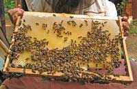 Полизин и хитозан выводят из организма пчел амитраз