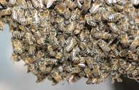 Тепловой режим и энергетика пчелиных семей