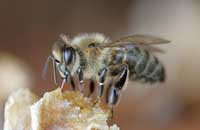 Изменения морфометрических признаков медоносной пчелы на Северо-Западном Кавказе