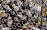 Роль антимикробного пептида дефенсина в иммунитете пчелиной семьи