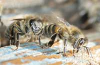 Перспективы использования в пчеловодстве гибридов первого поколения