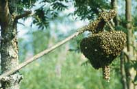 Влияние пчел на поведение маток в период роения