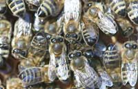 Роль обоняния и запахов в семьях пчел