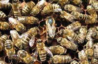 Матки без работы — пчеловод без меда