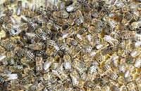 Многоматочное пчеловодство: «за» и «против»