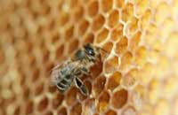 Факторы, влияющие на восковыделение и строительство сотов пчелами