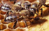 Влияние различных факторов на устойчивость пчел к заболеваниям 